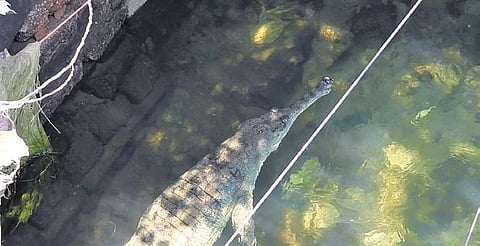 The gharial in Nandankanan