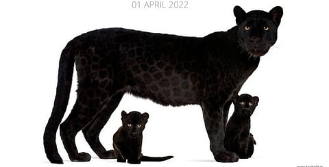 Many who reacted to the post believed the news and also shared it with several wildlife groups. (Photo | Instagram)