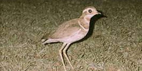 Jerdon's courser aka Kali Kodi. (Photo| EPS)