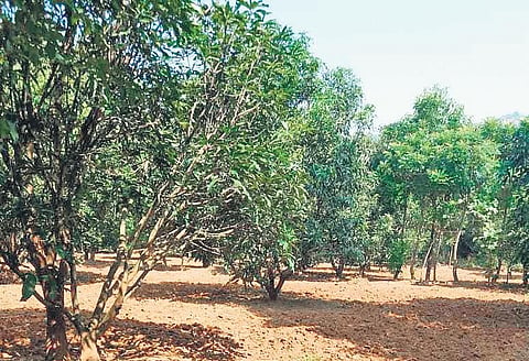 A mango orchard in Kundra block | Express