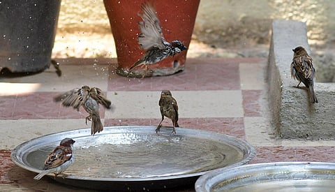 Once a common winged visitor on the streets of Bengaluru, the sparrows are slowly disappearing.