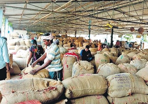 Around one lakh bags of mirchi is arriving at Guntur Mirchi Yard each day | express