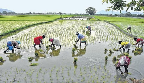 Telangana government is planning to encourage farmers to grow cotton in a major way, with a target of 70-75 lakh acres.