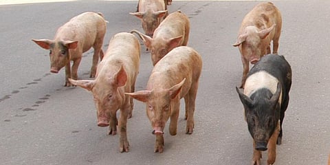 Pigs (Photo | EPS)