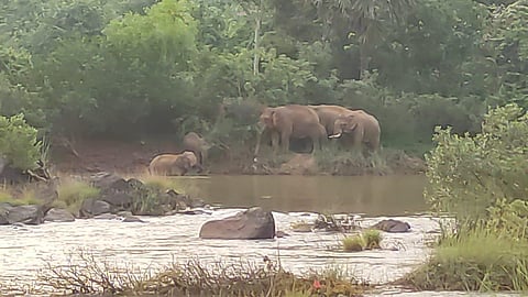 Wild elephants idling in Payaswini River in Muliyar panchayat of Kasaragod. (Photo | Special Arrangement)
