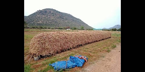 A farmer stores his shallot produce at his field at Nattarmangalam village in Perambalur district | Express
