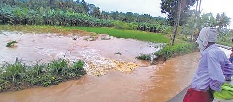 Biju P from Anacode in Poovachal panchayat had invested more than `10 lakh to cultivate paddy on his one acre land.