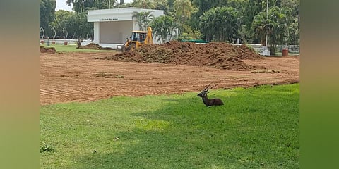 Native grass being removed from star garden in Raj Bhavan in Chennai. (Photo | Express)