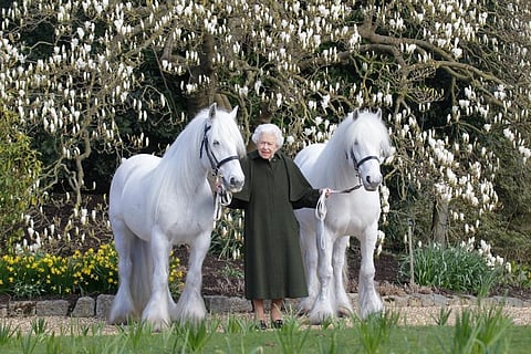 Queen Elizabeth II poses for a photo with her Fell ponies Bybeck Nightingale, right, and Bybeck Katie on the grounds of Windsor Castle. (Photo | AP)