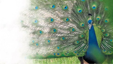 The virtual lecture was a part of DakshinaChitra’s week-long annual exhibition ‘Mayura – A Celebration of the Peacock’