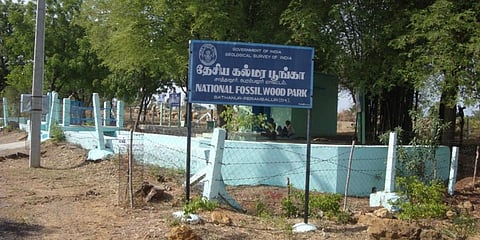 National Fossil Wood Park in Sathanur. (Photo| EPS)