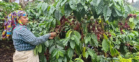 File photo of an estate worker picking coffee.