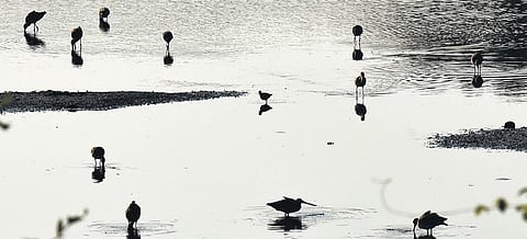 A view of the Adyar Eco park; Minister K Ramachandran said the government would take up planting of saplings along river banks in Chennai | Martin Louis