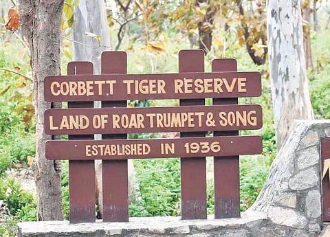 2 IFS officers suspended for felling Corbett trees