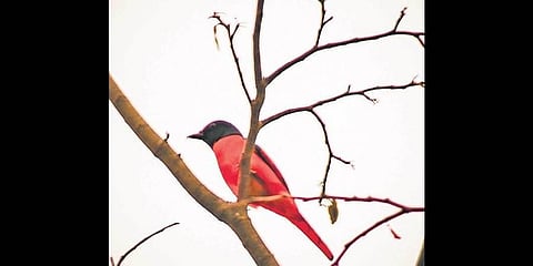 Scarlet Minivet spotted in Nallamala forest, Andhra
