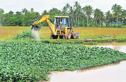 File photo of water hyacinths and weed being removed from Vellayani lake in Thiruvananthapuram | Vincent Pulickal