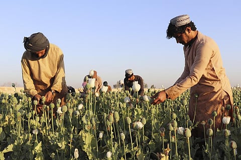 Afghan farmers harvest poppy in Nad Ali district, Helmand province, Afghanistan. (Photo | AP)