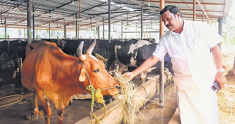 Kerala man's story of reaping rewards of dairy farming in coconut grove
