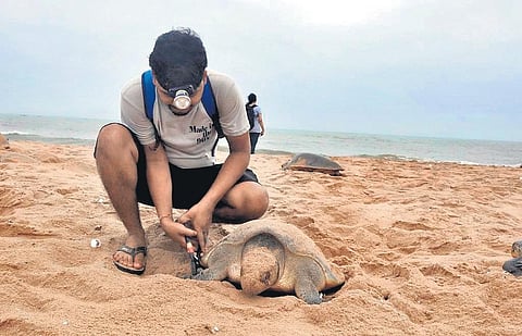A turtle being geo-tagged at Rushikulya rookery in Ganjam district | Express