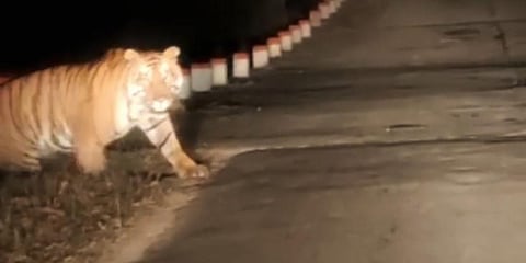 The screengrab of a tiger crossing the road near Pench Tiger Reserve in Madhya Pradesh has gone viral in Karnataka.