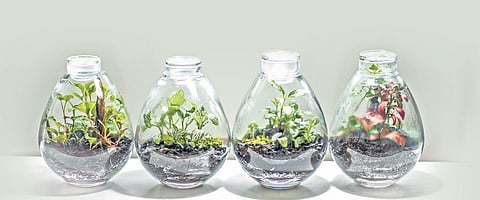 Ferns, moss, miniature orchids, spider plants, crotons, aluminium plants are some of the plants used to create closed terrariums. ( Photo | EPS)
