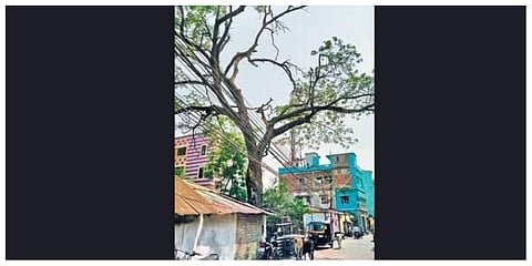 ODRAF to cut 50-year-old tree in Cuttack soon, CMC informs HC