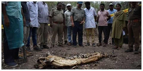 Tiger found dead in Andhra Pradesh's Nallamala forest, third in six months