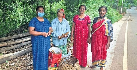 Care for a Kuttiattoor mango bite?