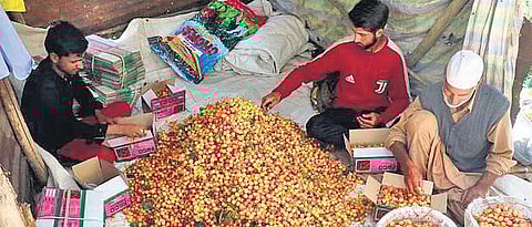 Cherry harvest in Kashmir valley