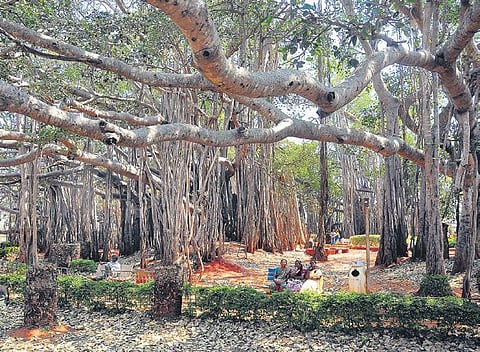 Big Banyan Tree roots get more space