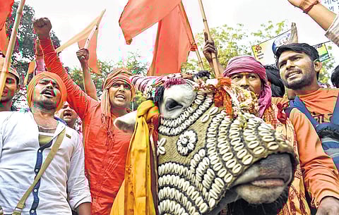 Image of cow vigilantes for representational purpose (File | EPS)