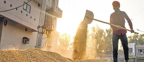 A labourer shuffles wheat at a wholesale grain market in Amritsar. (Photo | PTI)