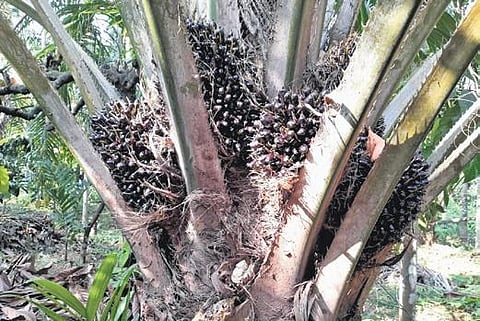 Dakshina Kannada farmers reap rich dividends with cultivation of palm for oil