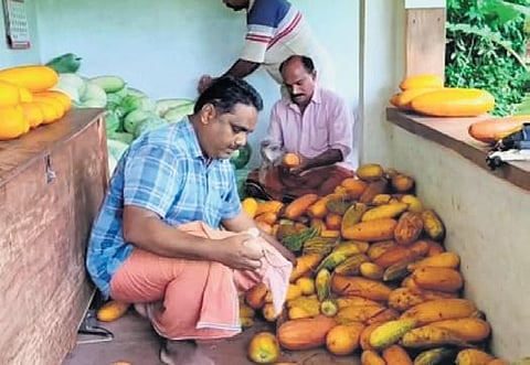 Palakkad farmers harvest vegetables early, prices crash