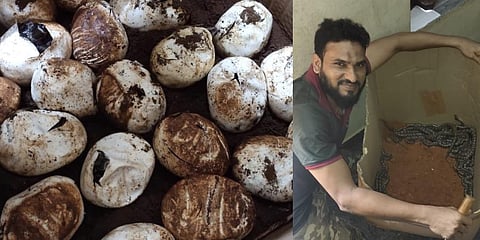 The rescued snakelets were freed into Mulleria forest. (Photo | Special Arrangement)