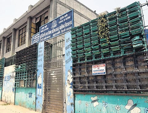 Municipal bodies have spent crores on plantation and management of vertical gardens | Parveen negi