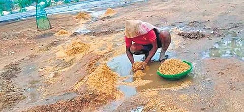 A farmer tries to collect the paddy washed away due to rain in Makloor mandal of Nizamabad district on Monday