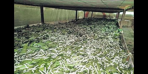 The current market price for cocoons is `590 per kg and they are auctioned at government centres | Express