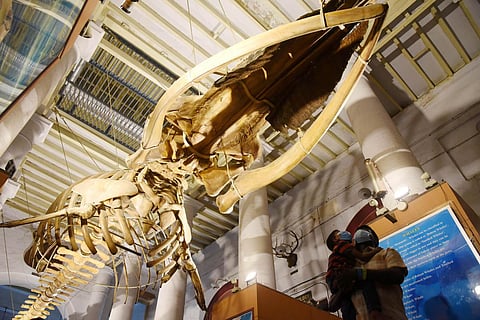 (Photo | R Satish Babu, EPS)