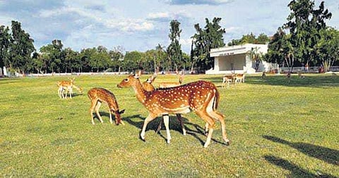 Deer grazing on the Main Lawn before the grass was changed. (Photo | EPS)