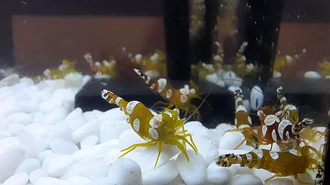 The ornamental shrimps are very much in demand in the international market for aquarium decor purposes and a pair of shrimps cost almost $17 to $20. (Photo | Ashwin Prasath, EPS)