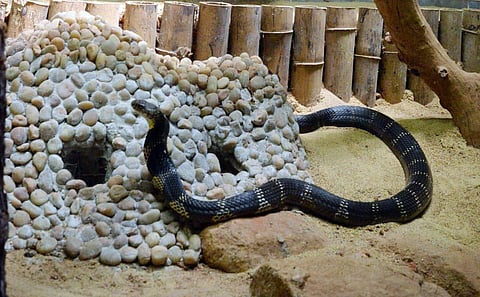 Image used for representational purposes only(Photo | Vincent Pulickal, EPS)