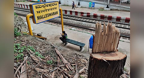 One of the trees axed in Malleswaram Railway Station | Ashishkrishna HP