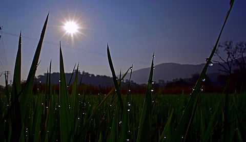 Dew drops on a crop as Dharmapuri experiences a beautiful weather. (EPS | R Anandhakrishnan)