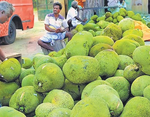 Big fruits weigh in, Kerala jackfruit lovers have their task cut out
