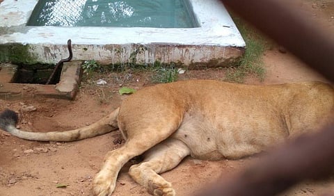 The dead lioness and the snake seen near the water tank.