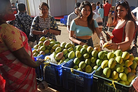 Visitor shop at Mango Mela, Lalbagh in Bengaluru on Friday. (Photo | Vinod Kumar T, EPS)