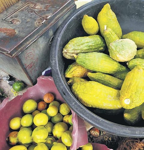 Sudi Nimmakaya, a fruit that promises rich health benefits