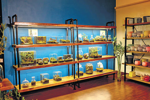 Image from the store. ( Photo | EPS)