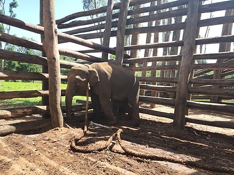 Imprisoned & in Pain: The captured elephant.